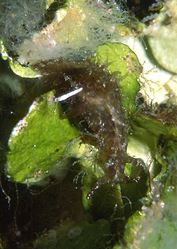  Stylocheilus striatus (Sea Hare)